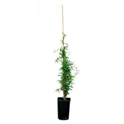 Sollya Heterophylla "alba" - Sollya Heterophylla 3l -Vert Jolie Soldes Boutique 6462273d4d69c0.06698975