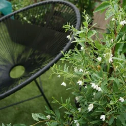 Sollya Heterophylla "alba" - Sollya Heterophylla 3l -Vert Jolie Soldes Boutique 6462273d5708b7.55576589