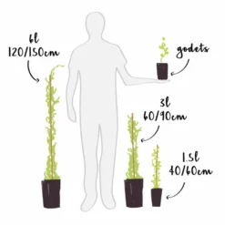 Sollya Heterophylla "alba" - Sollya Heterophylla 3l -Vert Jolie Soldes Boutique 6462273d740b03.54554090