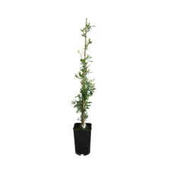 Sollya Heterophylla - Sollya Heterophylla 3l -Vert Jolie Soldes Boutique 6462273f371949.61786728