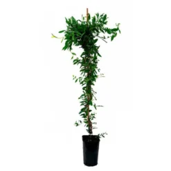 Sollya Heterophylla - Sollya Heterophylla 3l -Vert Jolie Soldes Boutique 6462273f4cc884.33528907