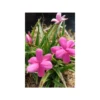 Rhodohypoxis 'paula' - 2l -Vert Jolie Soldes Boutique 646228f2876a05.34432857