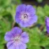 Geranium Vivace 'rozanne' ? - 3l -Vert Jolie Soldes Boutique 6479e0d6191ae9.06812882