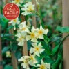 Jasmin étoilé Jaune - Trachelospermum Asiaticum 3l -Vert Jolie Soldes Boutique 647d2d2b20bdd1.36561919