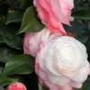Camelia 'desire' - 4l -Vert Jolie Soldes Boutique 6481c9dd08aa19.23895903