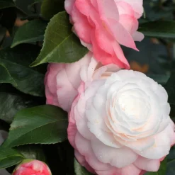 Camelia 'desire' - 4l