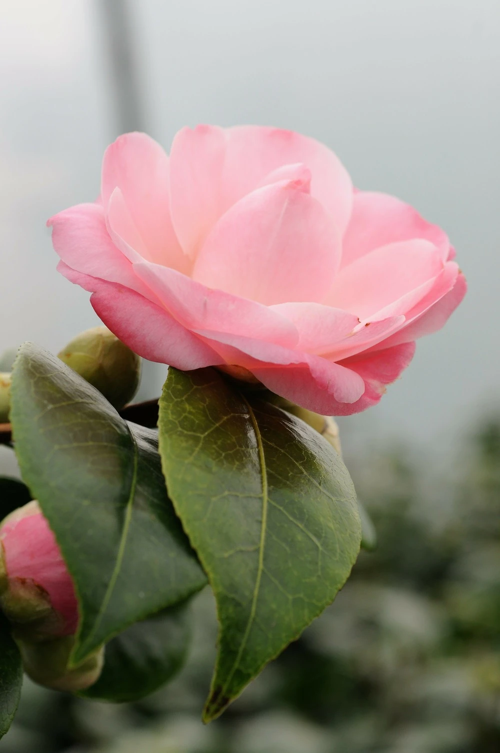 Camélia 'nuccio's Cameo' - 4l 3 Camélia 'nuccio's Cameo' - 4l