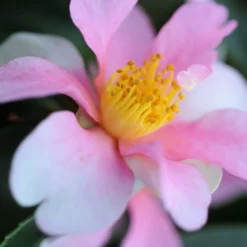 Camélia 'yume' - 4l