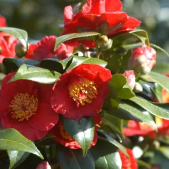 Camelia 'bleunienn An Trev' - 4l