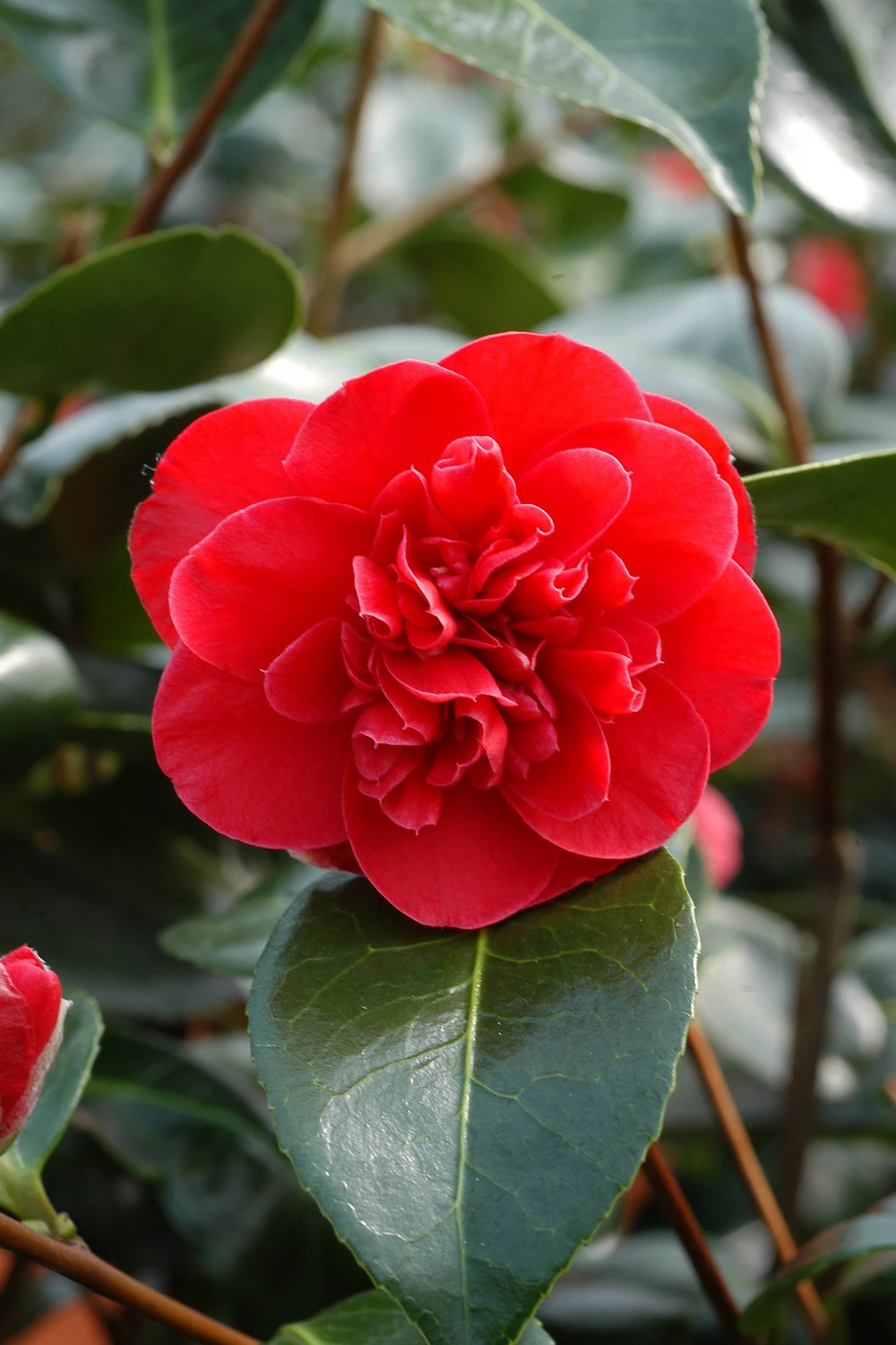 Camélia 'léonard De Vinci' - 4l 3 Camélia 'léonard De Vinci' - 4l