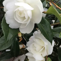Camélia 'early Pearly' - 4l