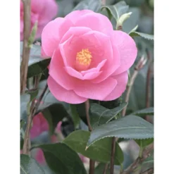 Camélia 'barbara Clark' - 4l -Vert Jolie Soldes Boutique 6481c9e675a261.81275013