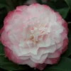Camélia 'nuccio's Pearl' - 4l -Vert Jolie Soldes Boutique 6481c9e7ad4135.23218476
