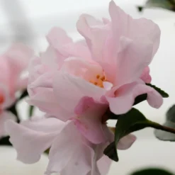 Camélia 'petite' - 4l