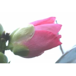 Camélia 'domaine De Courson' - 1l -Vert Jolie Soldes Boutique 6481c9efa476c0.94547375