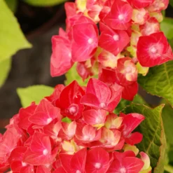 Hortensia Rembrandt ? 'rosso Glory' - 5l