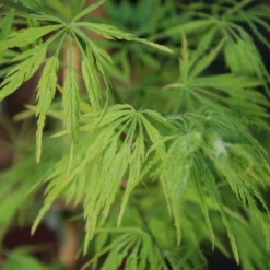 Erable 'dissectum' - 4l