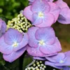 Hortensia 'zorro ?' - 3l -Vert Jolie Soldes Boutique 6481c9f5a73284.16341464