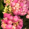 Hortensia Rembrandt ? 'dolce Chic' - 5l -Vert Jolie Soldes Boutique 6481c9f60e05f8.25500241