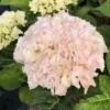 Hortensia Rembrandt ? 'elegant Rosa' - 5l -Vert Jolie Soldes Boutique 6481c9f6b61882.70746000