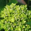 Hortensia Rembrandt ? 'vibrant Verde' - 5l -Vert Jolie Soldes Boutique 6481c9f76ab547.07438484