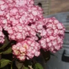 Hortensia 'miss Saori' - 3l -Vert Jolie Soldes Boutique 6481c9fb895f87.17952203