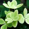 Hortensia 'pastelgreen ?' - 3l