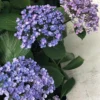 Hortensia 'ayesha' - 3l -Vert Jolie Soldes Boutique 6481c9fc3ec899.36987917