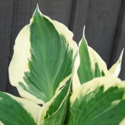 Hosta 'patriot' - 3l