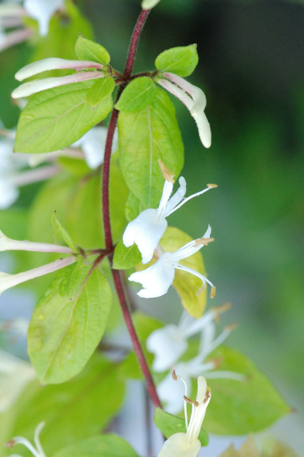 Chèvrefeuille 'hall's Prolific' - 3l 3 Chèvrefeuille 'hall's Prolific' - 3l