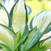 Hosta 'june' - 3l -Vert Jolie Soldes Boutique 6481ca981504f4.14856546