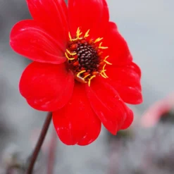 Dahlia 'enchantment' - 3l