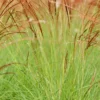 Miscanthus 'cute One' - 3l -Vert Jolie Soldes Boutique 6481caa16d3cf4.43438787