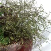 Muehlenbeckia Astonii - 3l -Vert Jolie Soldes Boutique 6481caa21b3473.06971160