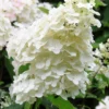 Hortensia 'unique' - 3l -Vert Jolie Soldes Boutique 6481caa2752861.17404252