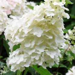 Hortensia 'unique' - 3l