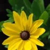 Rudbeckia 'sunny Smiley' - 3l -Vert Jolie Soldes Boutique 6481caa48125d0.91174481