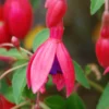Fuchsia 'tom Thumb' - 3l -Vert Jolie Soldes Boutique 6481cd794ee721.81995482