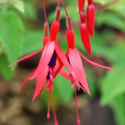 Fuchsia 'ricartonii' - 3l