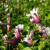Clématite 'princess Kate®' ('zoprika') - Clematis Texensis 3l -Vert Jolie Soldes Boutique 64870cd0092874.28415204