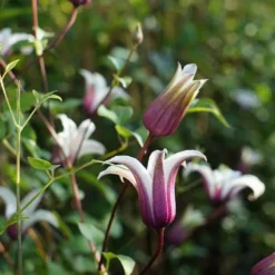 Clématite 'princess Kate®' ('zoprika') - Clematis Texensis 3l -Vert Jolie Soldes Boutique 64870cd01d8a44.32004673