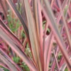 Cordyline 'southern Splendour' - 5l -Vert Jolie Soldes Boutique 648993b038eb34.75331609