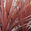 Cordyline 'red Star' - 5l -Vert Jolie Soldes Boutique 648993b09ed626.30952717