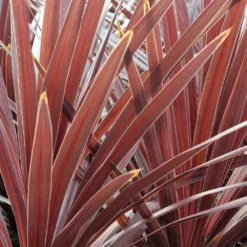 Cordyline 'red Star' - 5l