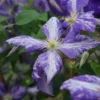 Clématite 'tie Dye' Clematis Jackmanii 3l -Vert Jolie Soldes Boutique 648993b108c896.43478852