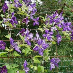 Clématite 'tie Dye' Clematis Jackmanii 3l -Vert Jolie Soldes Boutique 648993b12a7d77.11995738