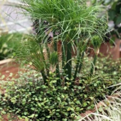 Papyrus 'nofretete' - 3l