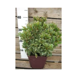 Azalée Du Japon 'silver Sword' - 3l -Vert Jolie Soldes Boutique 6492cdd7bfa4a1.45741058