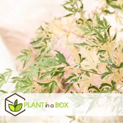 Érable Du Japon 'taylor' - Set De 2 - érable - Pot 19cm - Hauteur 60-70cm -Vert Jolie Soldes Boutique 649325931c4e33.62041123