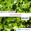 50 X Lierre D'irlande En Godet -Vert Jolie Soldes Boutique 6495cfcef3ca15.68839900